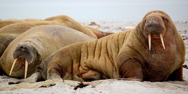 登山装备入门指南：从动力绳到安全带的户外安全核心知识